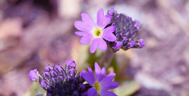 月见草，鸡腿，半封闭，早绽放