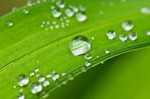 滴灌,露水,露珠,水,一滴水,叶子,卤素 滴灌,露水,露珠,水,一滴水,叶子,卤素
