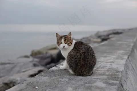 猫，苏阿迪耶，海滩，伊斯坦布尔