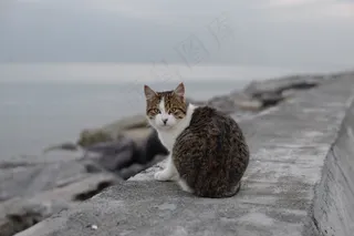 猫，苏阿迪耶，海滩，伊斯坦布尔