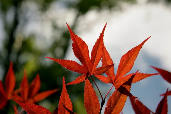 枫，叶子，红色，秋天，秋，季节，性质，叶