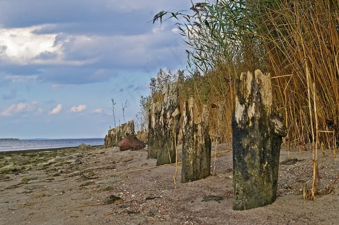 海滩漫步，退潮，海滩，芦苇，水，自然