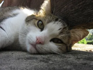 猫，休息，猫的眼睛，宠物，动物，肖像