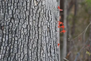 树干，木材，树，树干，树皮，森林