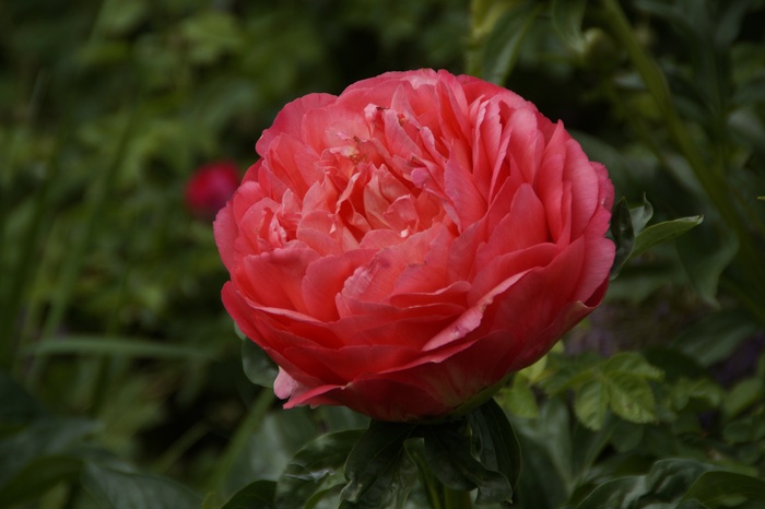 牡丹，五旬节，花，开花，盛开，盛开，颜色