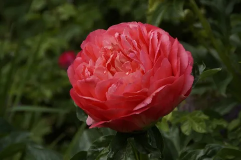 牡丹,五旬节,花,开花,盛开,盛开,颜色 牡丹,五旬节,花,开花,盛开,盛开,颜色