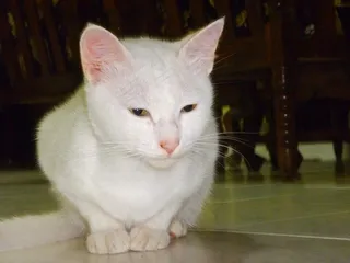 猫的眼睛，猫的脸，猫，猫的，宠物，家养