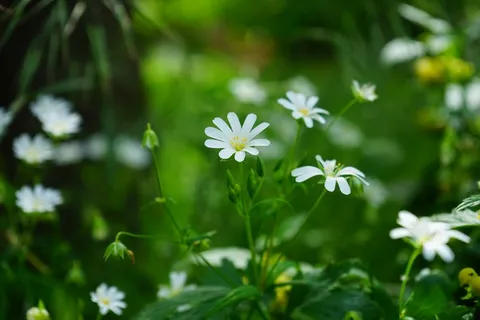 满天星,鲜花,白色,十字花科 满天星,鲜花,白色,十字花科