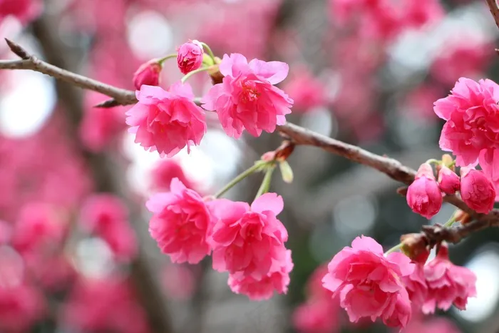 中正时代的樱花阅读唐樱花