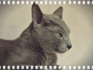 猫，动物，宠物，猫人，猫的眼睛，意见，眼睛