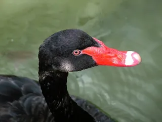 鸟，哀悼天鹅，黑色，红色