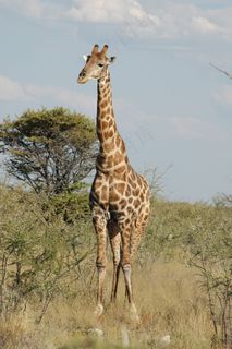 长颈鹿，非洲，野生动物园，自然，非洲，野生