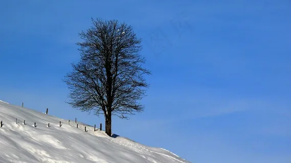 冬天,雪,寒冬,白色,下雪的,冬季寒冷 冬天,雪,寒冬,白色,下雪的,冬季寒冷