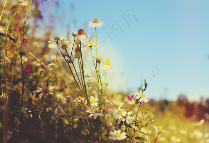 草地，壁纸，夏天，热，草，假期