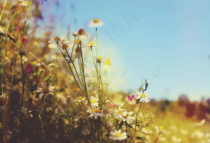 草地，壁纸，夏天，热，草，假期