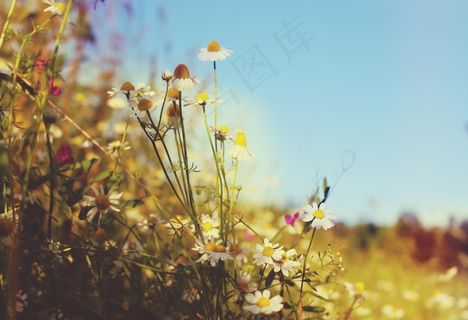 草地，壁纸，夏天，热，草，假期