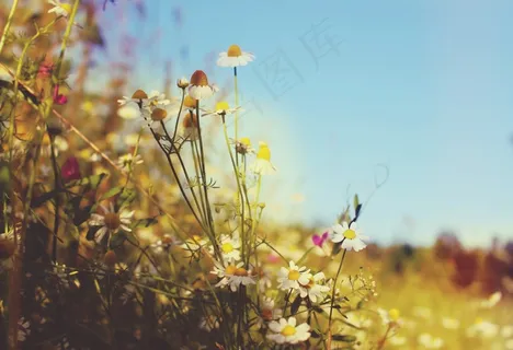 草地,壁纸,夏天,热,草,假期 草地,壁纸,夏天,热,草,假期