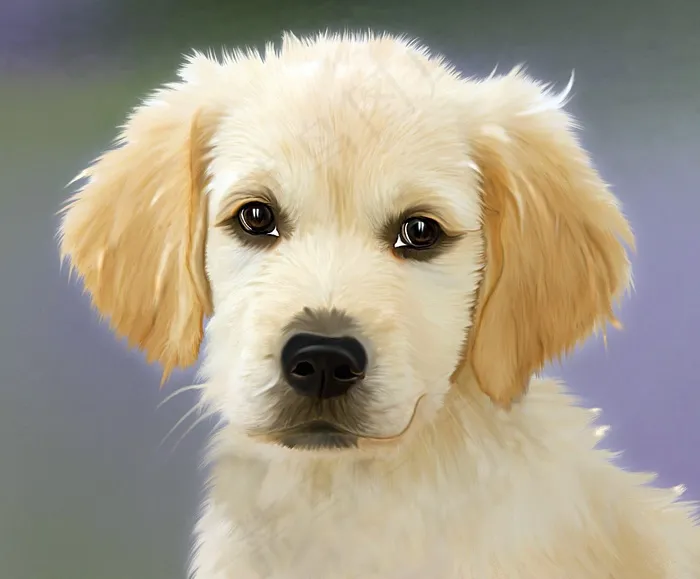 黄金猎犬,金毛/金毛寻回犬,金毛犬,狗,拉不拉多,金毛小狗的肖像