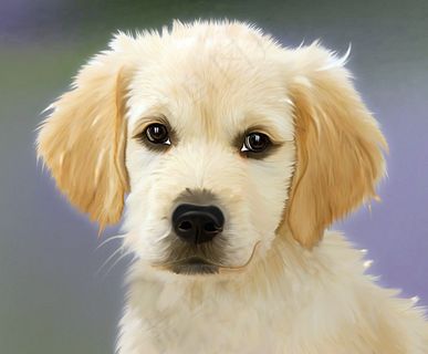 黄金猎犬,金毛/金毛寻回犬,金毛犬,狗,拉不拉多,金毛小狗的肖像