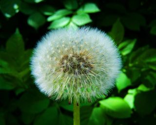 Levirágzott晨衣蒲公英，蒲公英种子