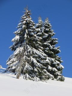 冬季,冷杉,雪,黑森林,寒冬,森林 冬季,冷杉,雪,黑森林,寒冬,森林