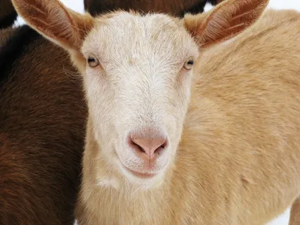 羊，动物，羊毛，羊群，性质，羔羊