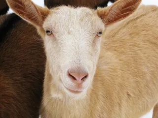 羊，动物，羊毛，羊群，性质，羔羊