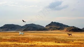 山，马，鸟，鹰，场，农场，树木