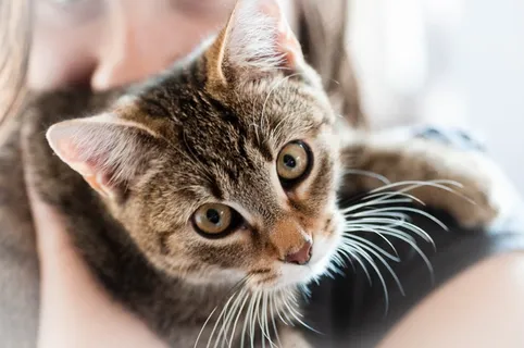宠物,猫,动物,家猫,亲爱的 宠物,猫,动物,家猫,亲爱的