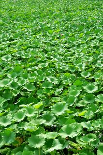 莲花，花，植物，荷叶，绿叶