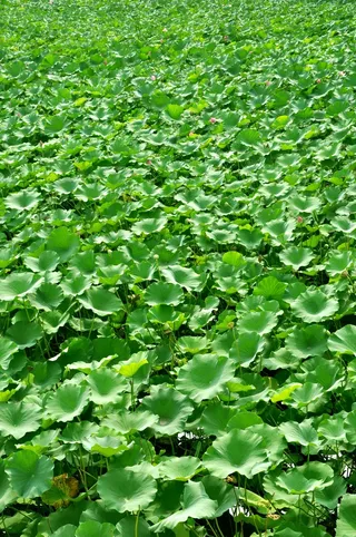 莲花，花，植物，荷叶，绿叶