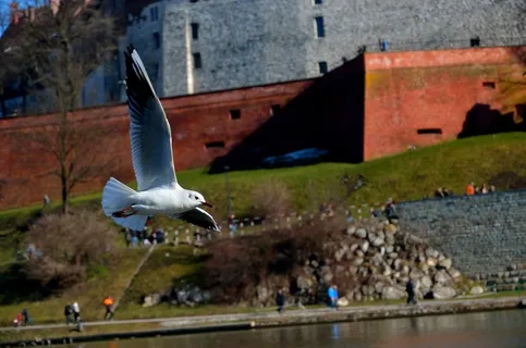 海鸥,鸟,Wawel,飞行,波兰,克拉科夫 海鸥,鸟,Wawel,飞行,波兰,克拉科夫