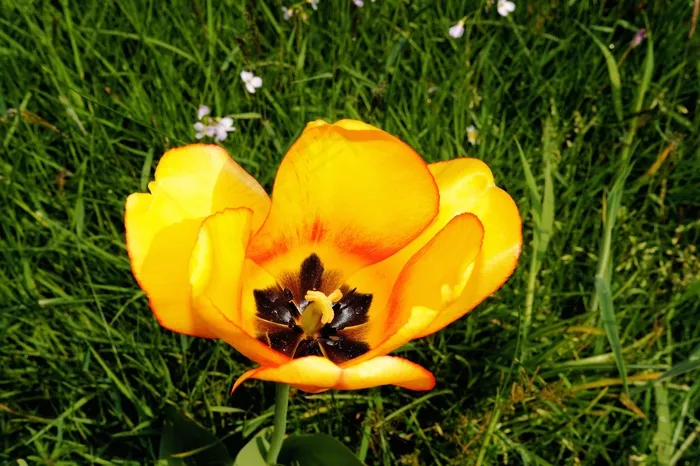 花，开花，盛开，郁金香，植物，夏天，黄色