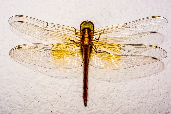 蜻蜓，昆虫，动物，关闭，翼，几丁质
