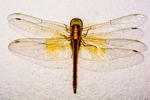 蜻蜓，昆虫，动物，关闭，翼，几丁质
