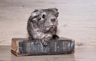 豚鼠，年轻的动物，光滑的头发