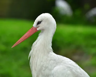 鹳,鸟,全身羽毛,动物,拨浪鼓鹳,草地 鹳,鸟,全身羽毛,动物,拨浪鼓鹳,草地