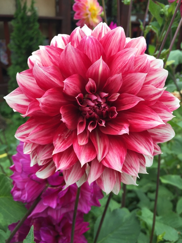 鲜花，夏天，花园，鲜艳的色彩，自然