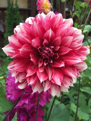 鲜花，夏天，花园，鲜艳的色彩，自然