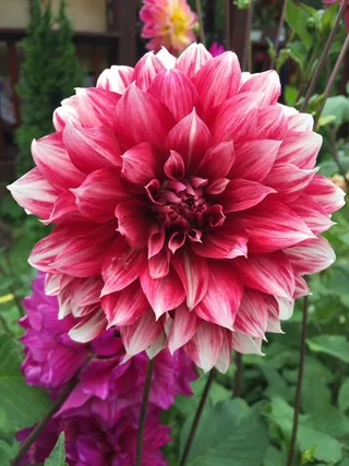 鲜花，夏天，花园，鲜艳的色彩，自然