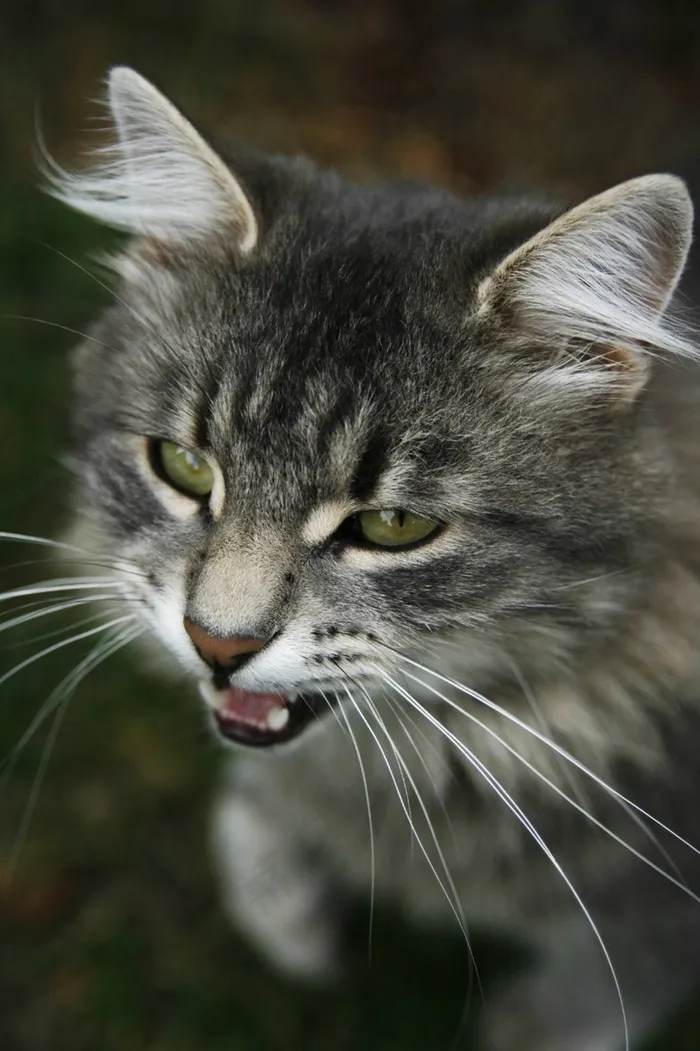 猫，蓬松猫，特写，英俊的男人