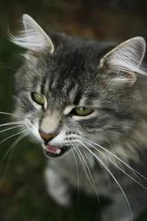 猫，蓬松猫，特写，英俊的男人