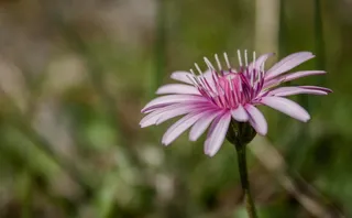 开花，红色，植物，鲜花，紫色，春天