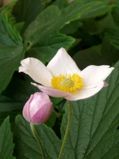 花,花的,植物,自然,开花,花瓣 花,花的,植物,自然,开花,花瓣
