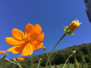 宇宙，蓝色，性质，犹太洁食，黄色，鲜花，芽