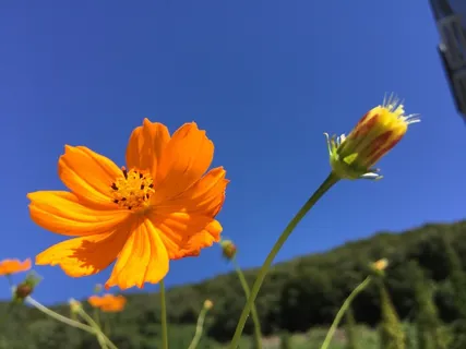 宇宙,蓝色,性质,犹太洁食,黄色,鲜花,芽 宇宙,蓝色,性质,犹太洁食,黄色,鲜花,芽