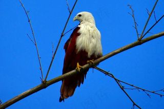 婆罗门，风筝，Haliastur印度斯，动物区系，猛禽