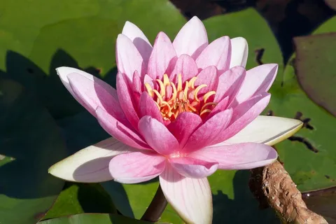 睡莲,睡莲,玫瑰湖,水生植物 睡莲,睡莲,玫瑰湖,水生植物