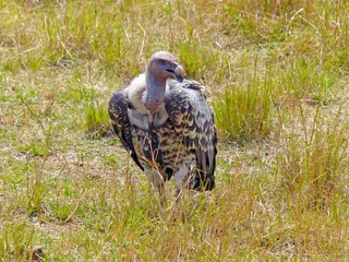 雕，鸟类，野生动物，清道夫，非洲，肯尼亚