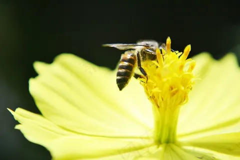 蜜蜂,Anthophila,蜂蜜,蜜蜂,活跃,忙,快速 蜜蜂,Anthophila,蜂蜜,蜜蜂,活跃,忙,快速